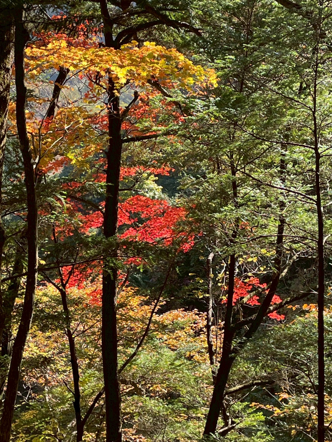 長谷川病院 職員同好会活動 登山部 尾白川渓谷