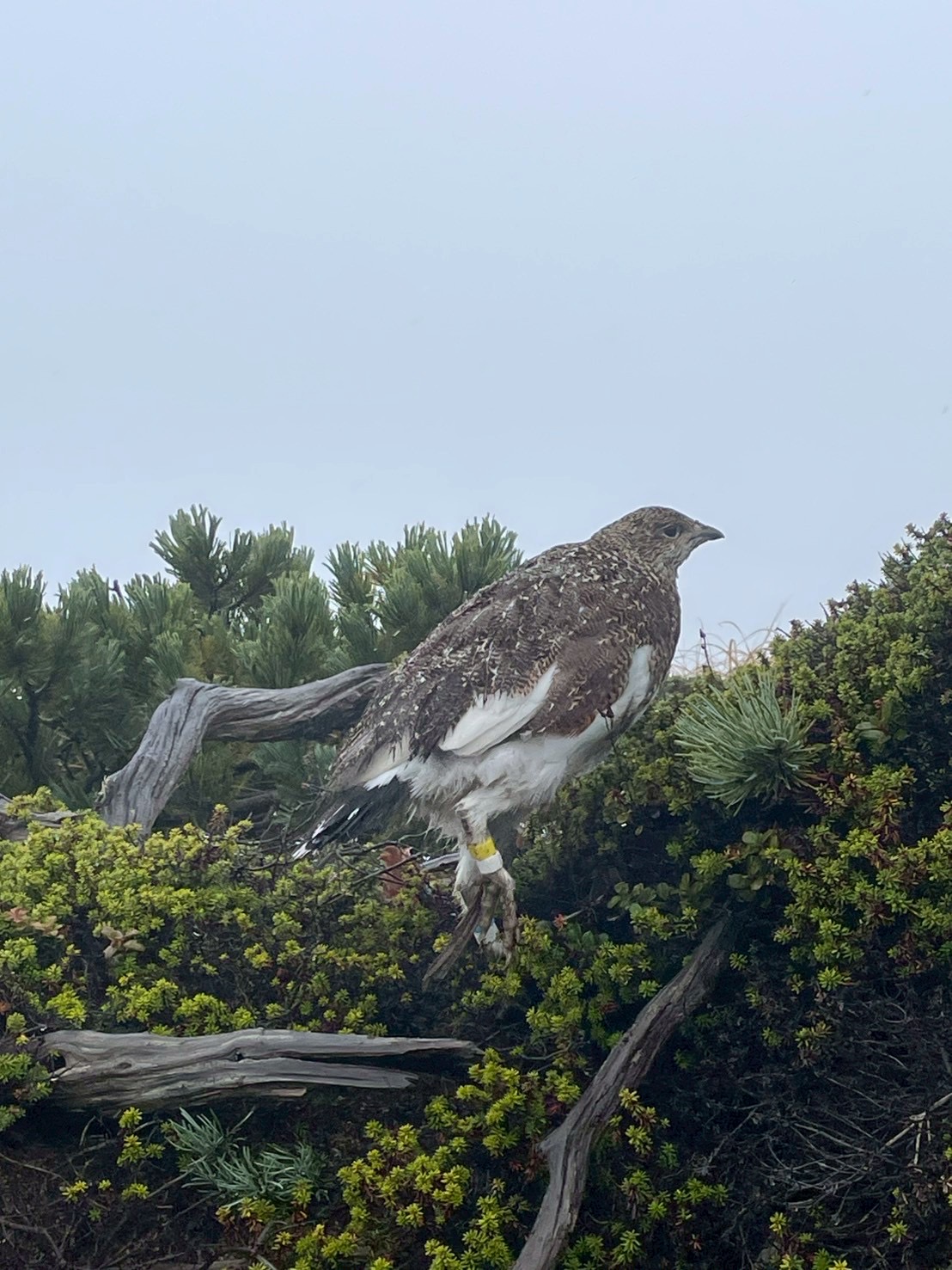 長谷川病院 職員同好会活動 登山部 木曽駒ヶ岳登山