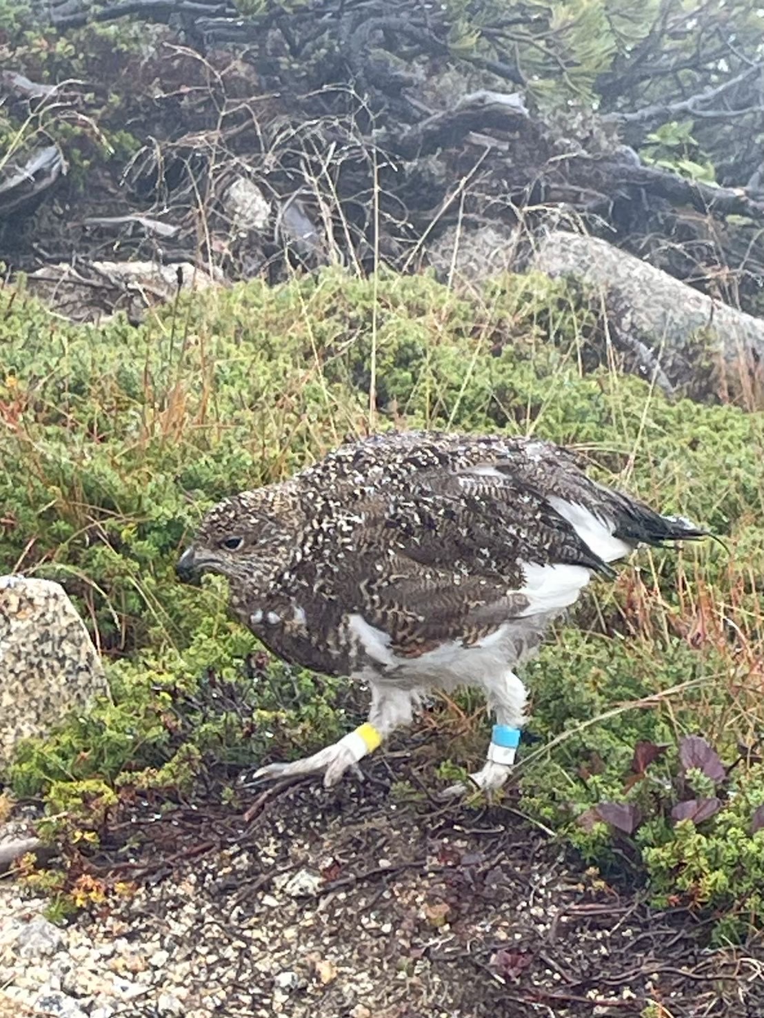 長谷川病院 職員同好会活動 登山部 木曽駒ヶ岳登山